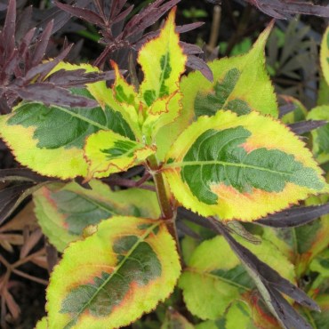 мэджик рейнбоу